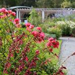 Blithewold Manor, Gardens & Arboretum