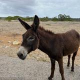 Donkey Sanctuary Bonaire