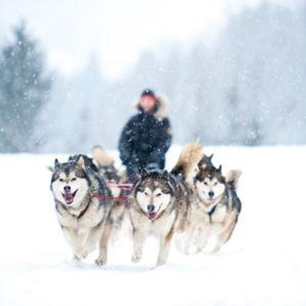Dogsledding for two!