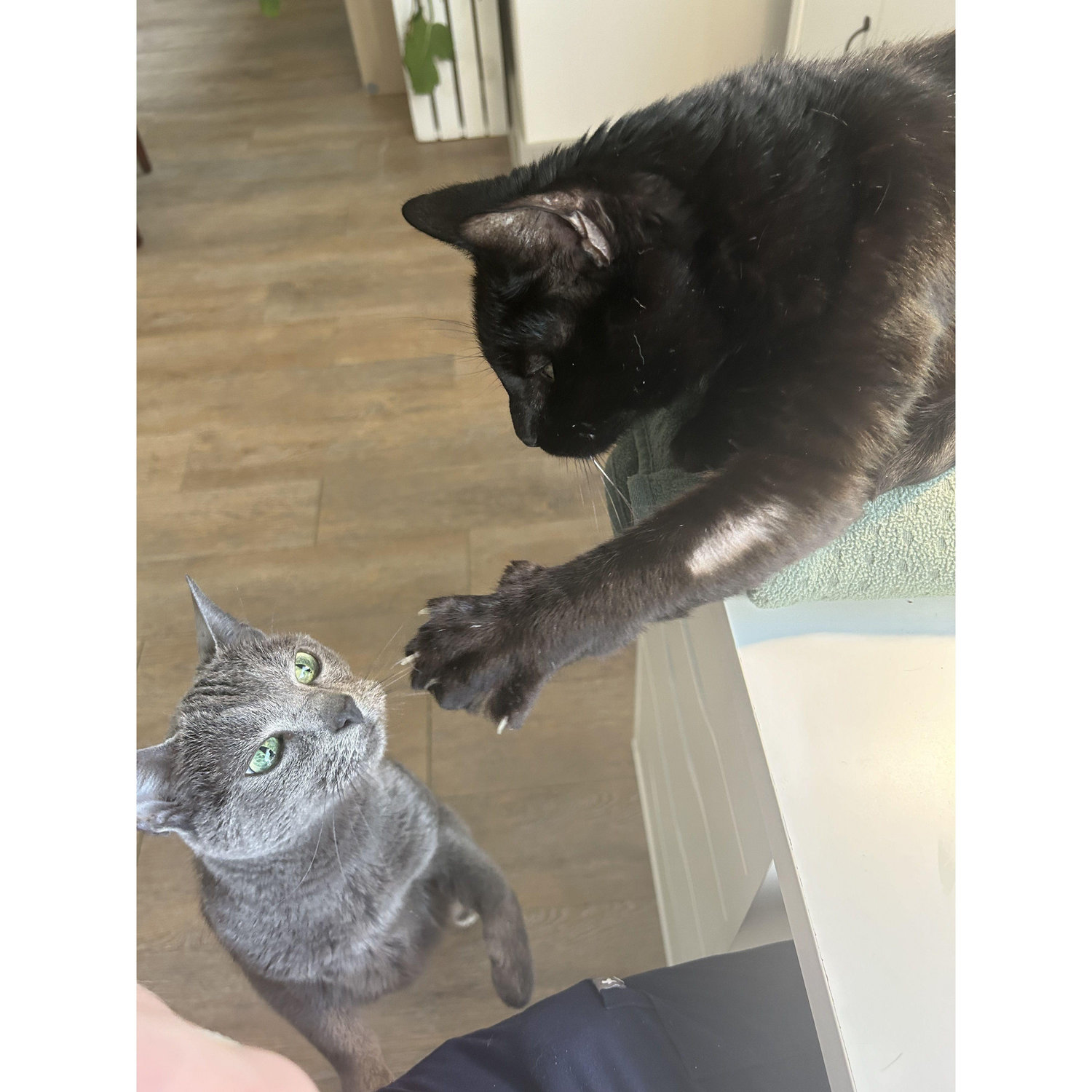 Our cats: Stella and Phillip