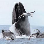 Cape Ann Whale Watch