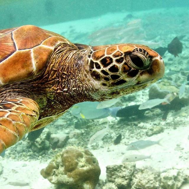Honeymoon - Tour of Bora Bora Turtle Center (Bride is a Science Nerd)