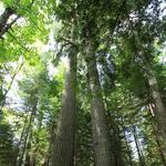 Estivant Pines Nature Sanctuary