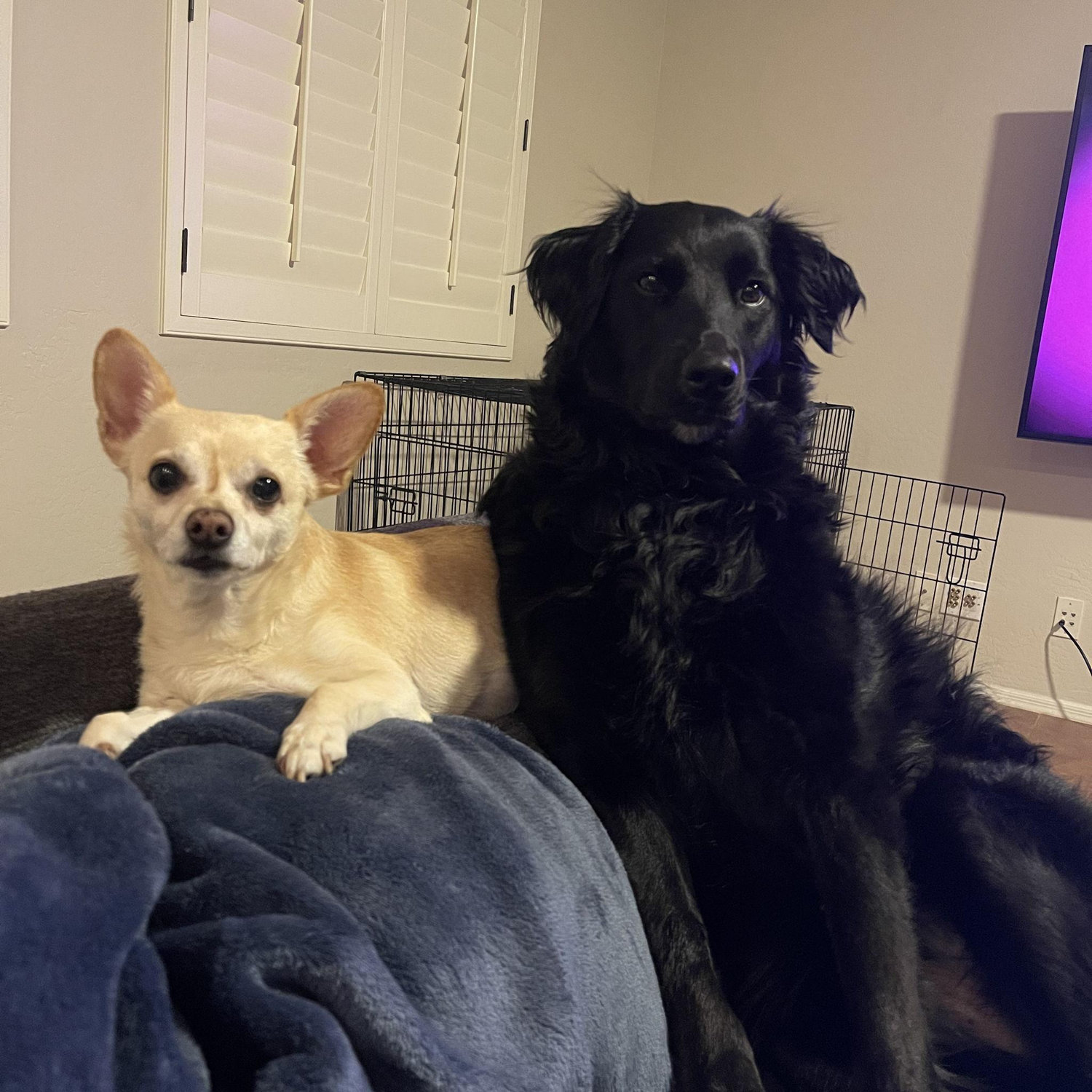 Our fur babies