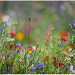 Eloise Butler Wildflower Garden and Bird Sanctuary