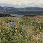 Tom McCall Preserve