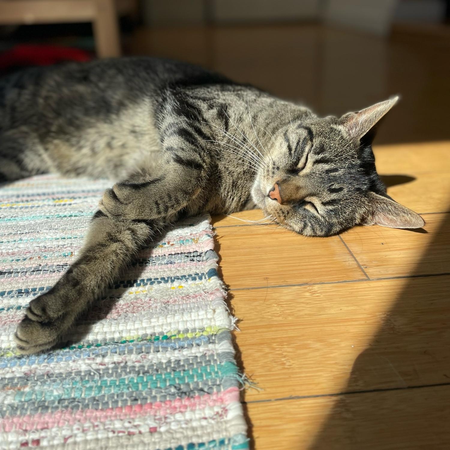 Bo taking a sun bath. He is usually much more mischievous!