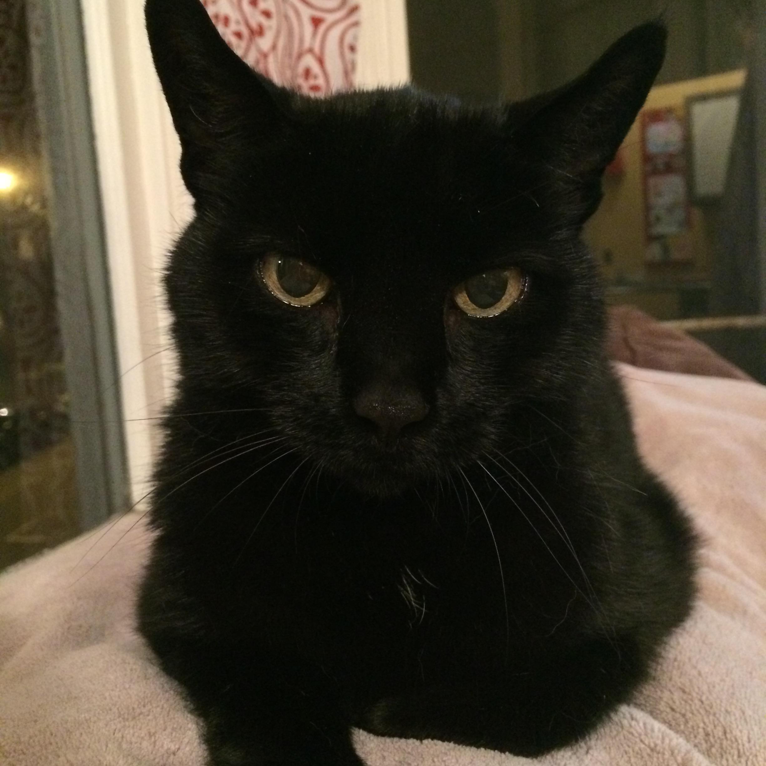 Kali was not excited about the move... but she is very happy now that she's all settled.