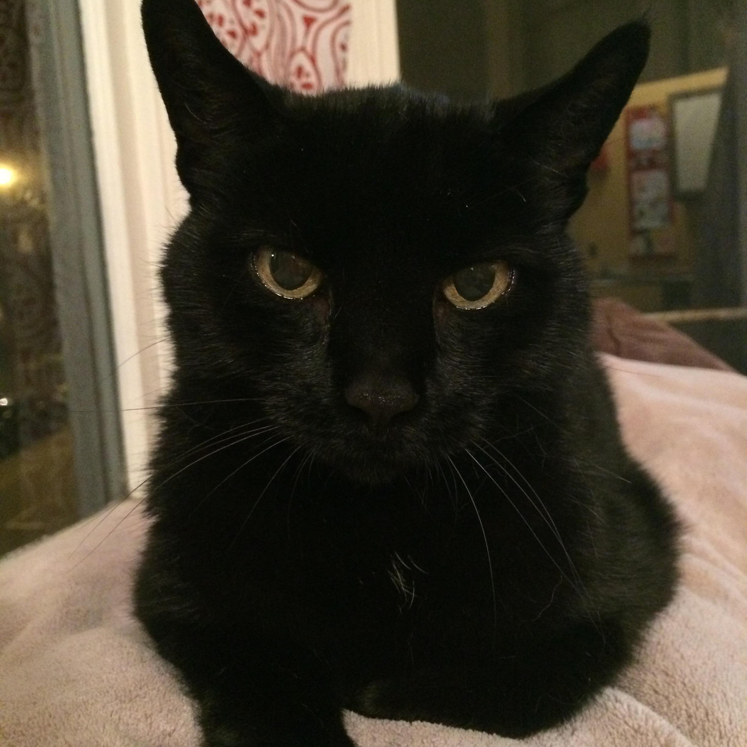 Kali was not excited about the move... but she is very happy now that she's all settled.