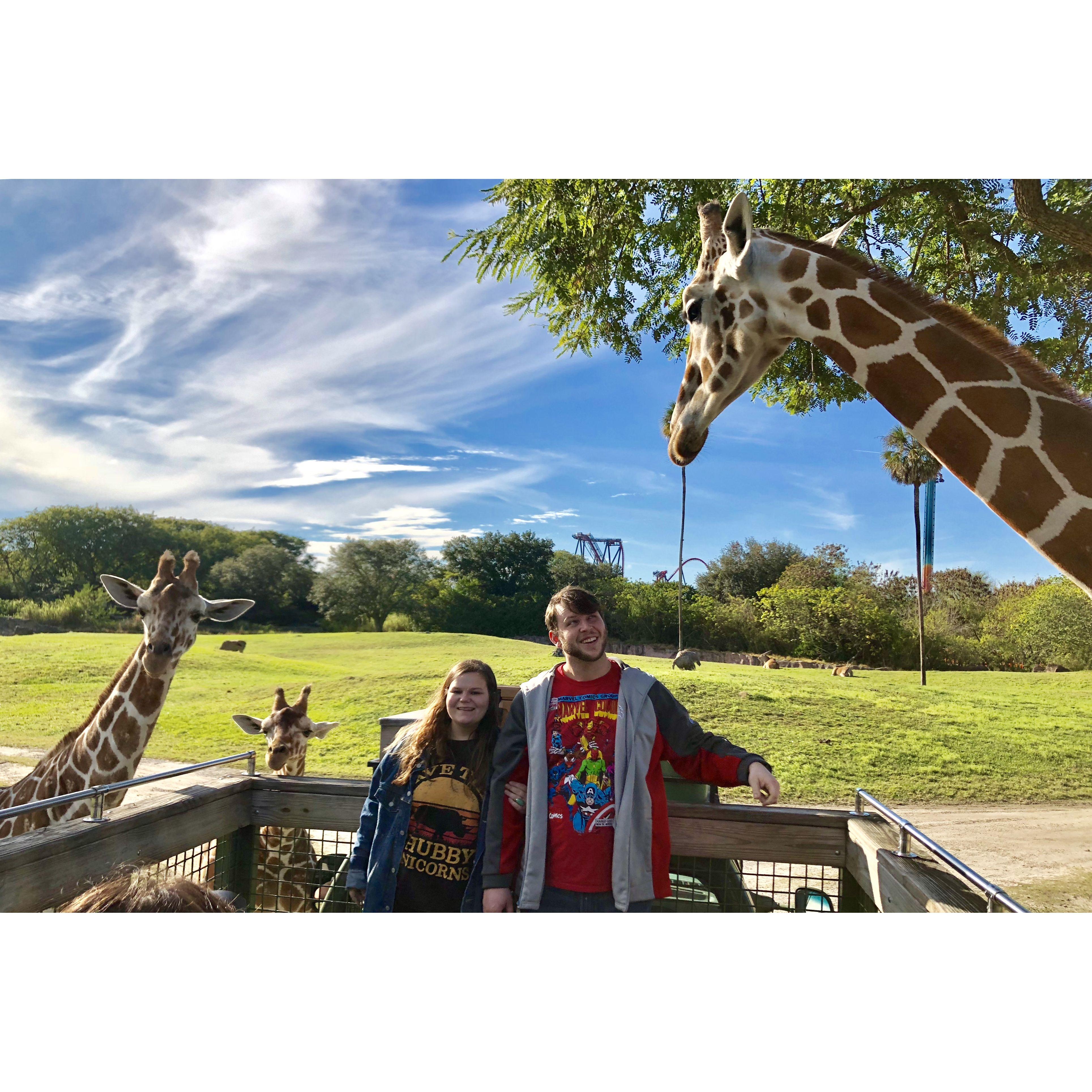 Giraffes!!