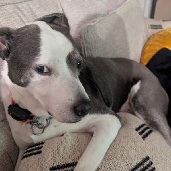 Our Favorite Charity- Nashville Humane Society