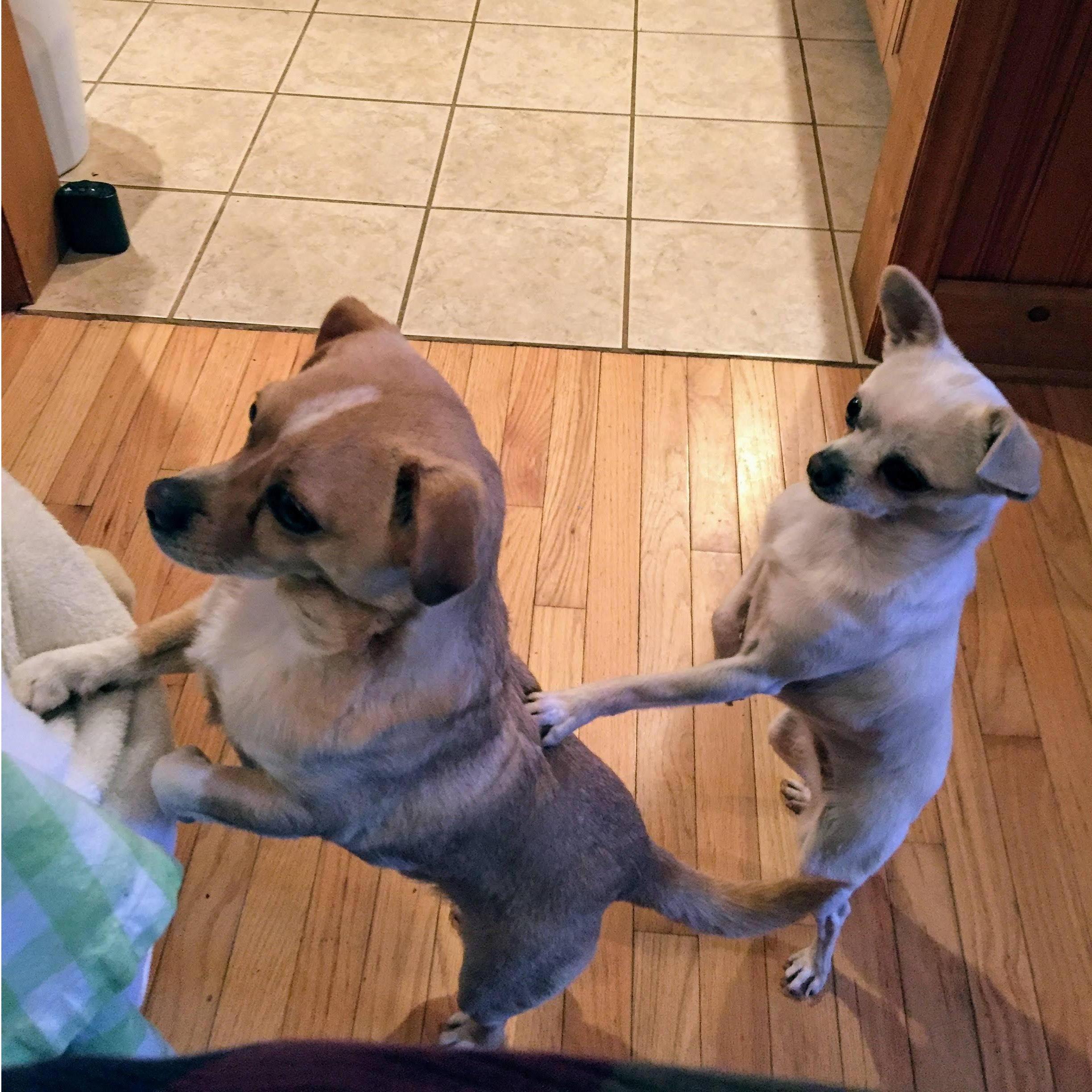 Marcel and Powder are 2 of the 3 hairier members of the family. Here, they are performing their morning circus act. Mr. Jingles (the cat) is camera shy.