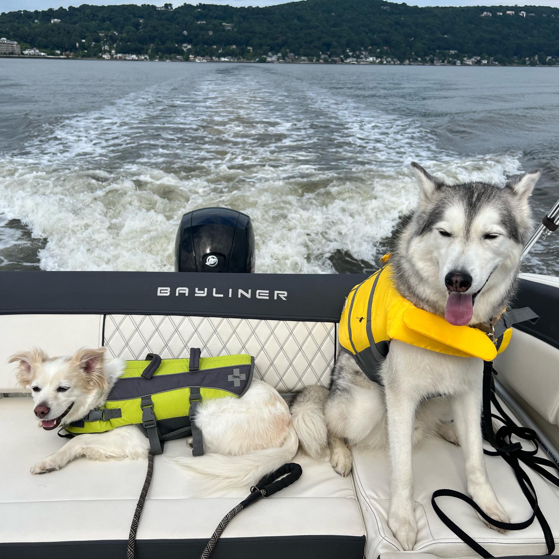 Neverending Ripley & Bowser Fund