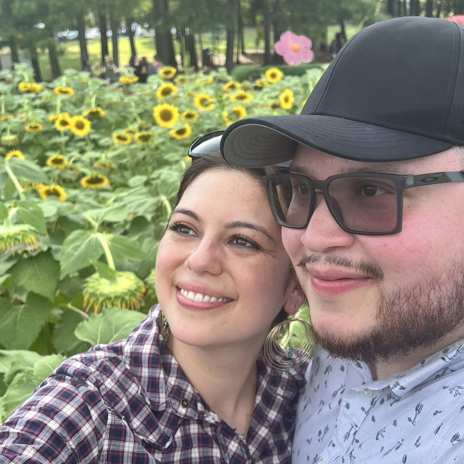 Sunflowers