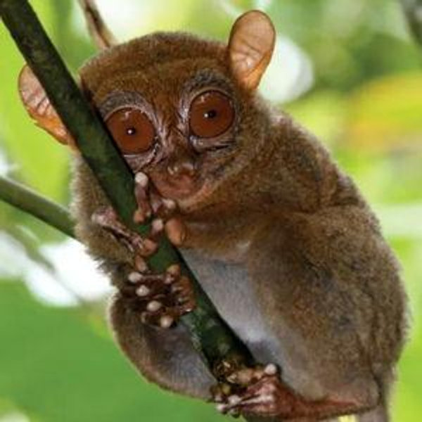 Bohol Tarsier Conservation Center