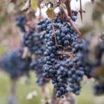 Newport Vineyards