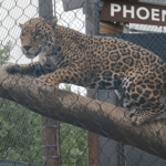 Phoenix Zoo