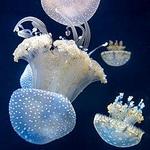 Shedd Aquarium