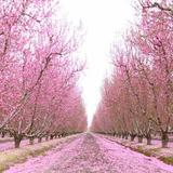 Fresno County Blossom Trail