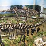 Carnegie Museum of Natural History