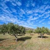 Organic Farm &Olive Oil Tasting