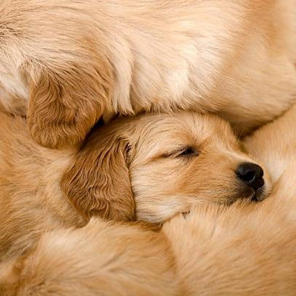 Puppy Fund