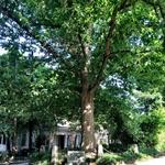Tree That Owns Itself