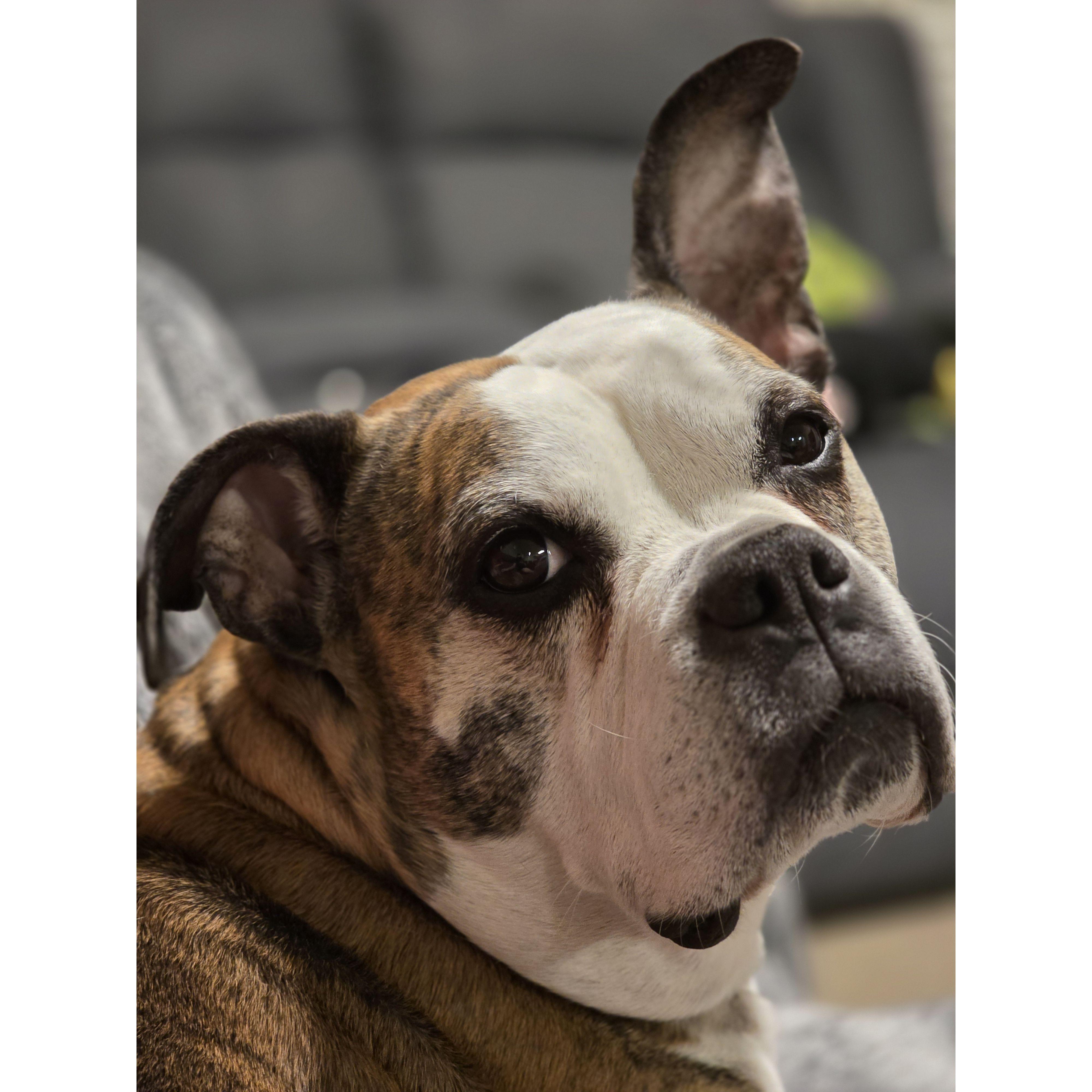 She's got Wonky ears somedays