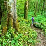 Joyce Kilmer Memorial Forest