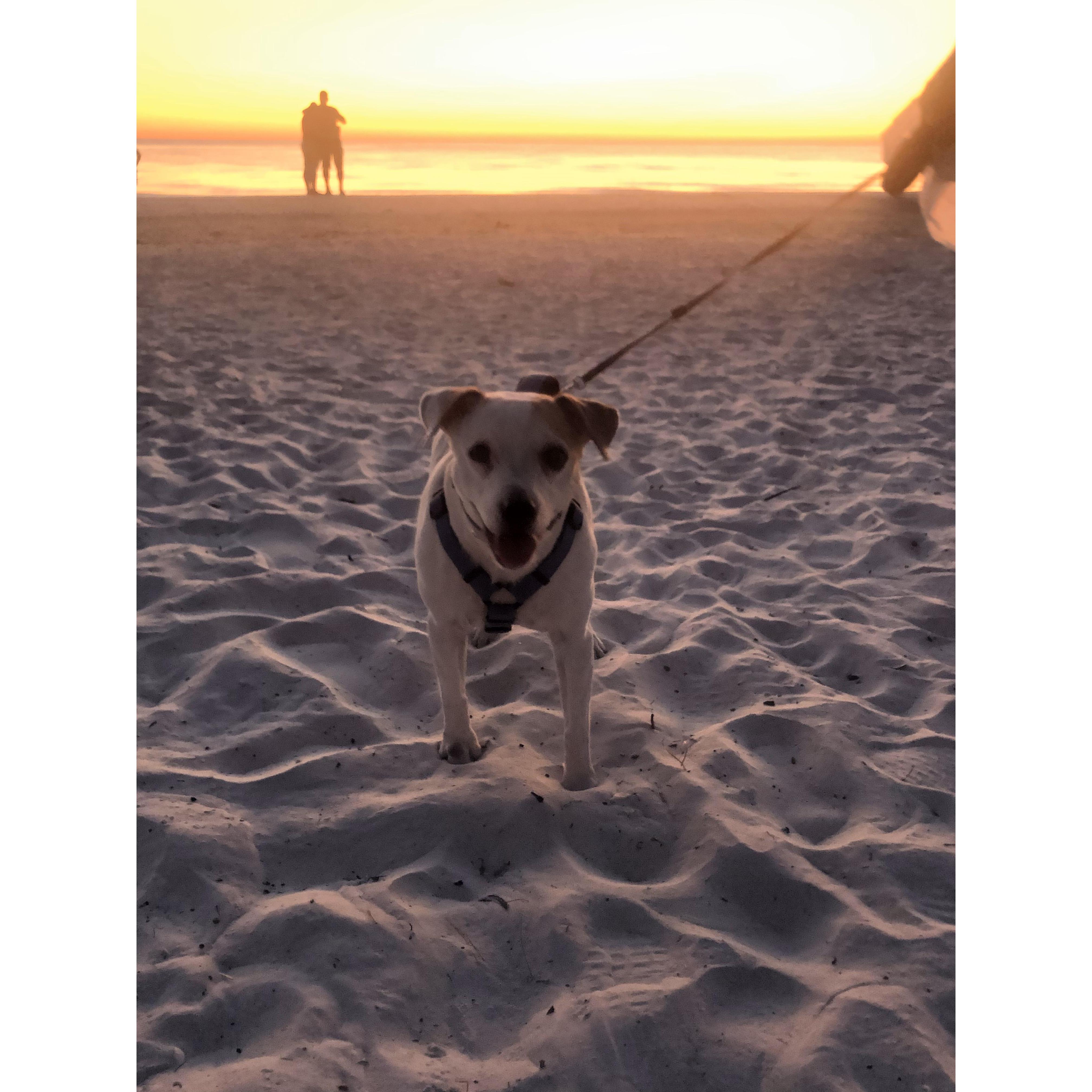 We never went anywhere without our Hoosie. Yes, he'd gone from just being Xen's to Ours. He loved the beach!