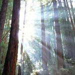 Muir Woods National Monument
