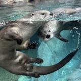 Oklahoma Aquarium