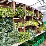 Callicoon Farmers' Market (Sundays)