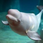 Mystic Aquarium