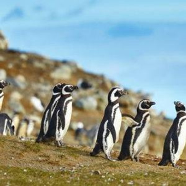 Chill with Penguins in Patagonia (Punta Arenas)