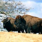 Woolaroc Museum & Wildlife Preserve