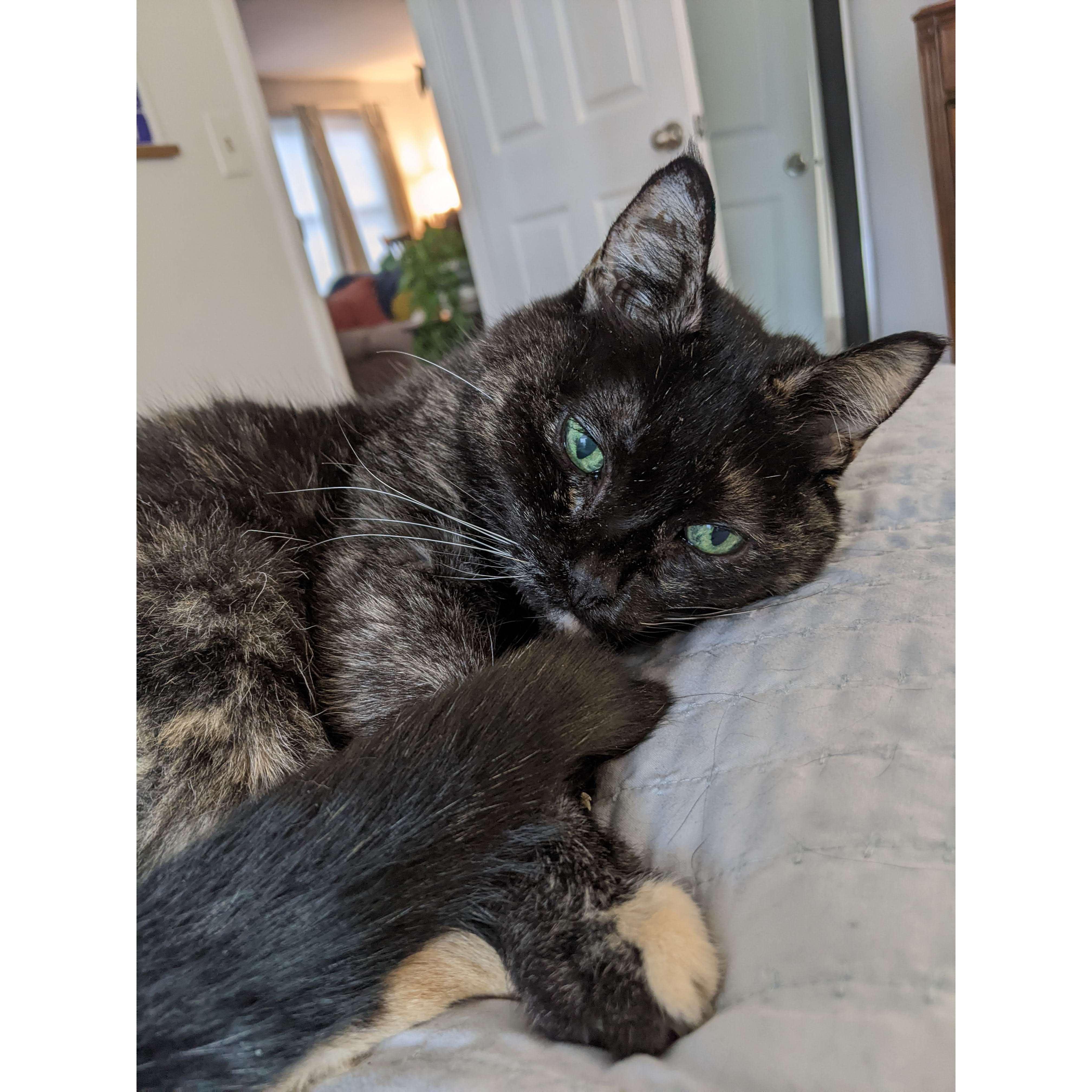 SWEET MITTENS