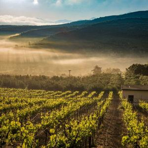 Honeymoon winery tour