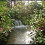 Butterfly Rainforest at the Florida Museum of Natural History