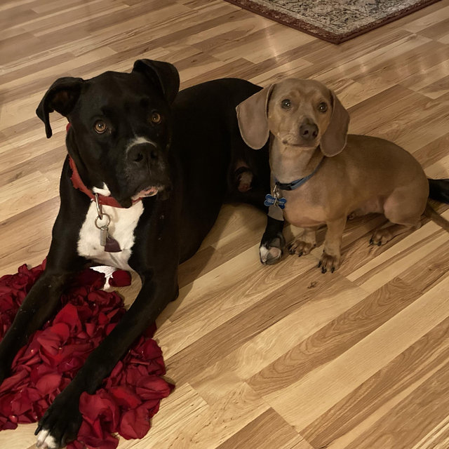 Pet Sitter For Our Honeymoon