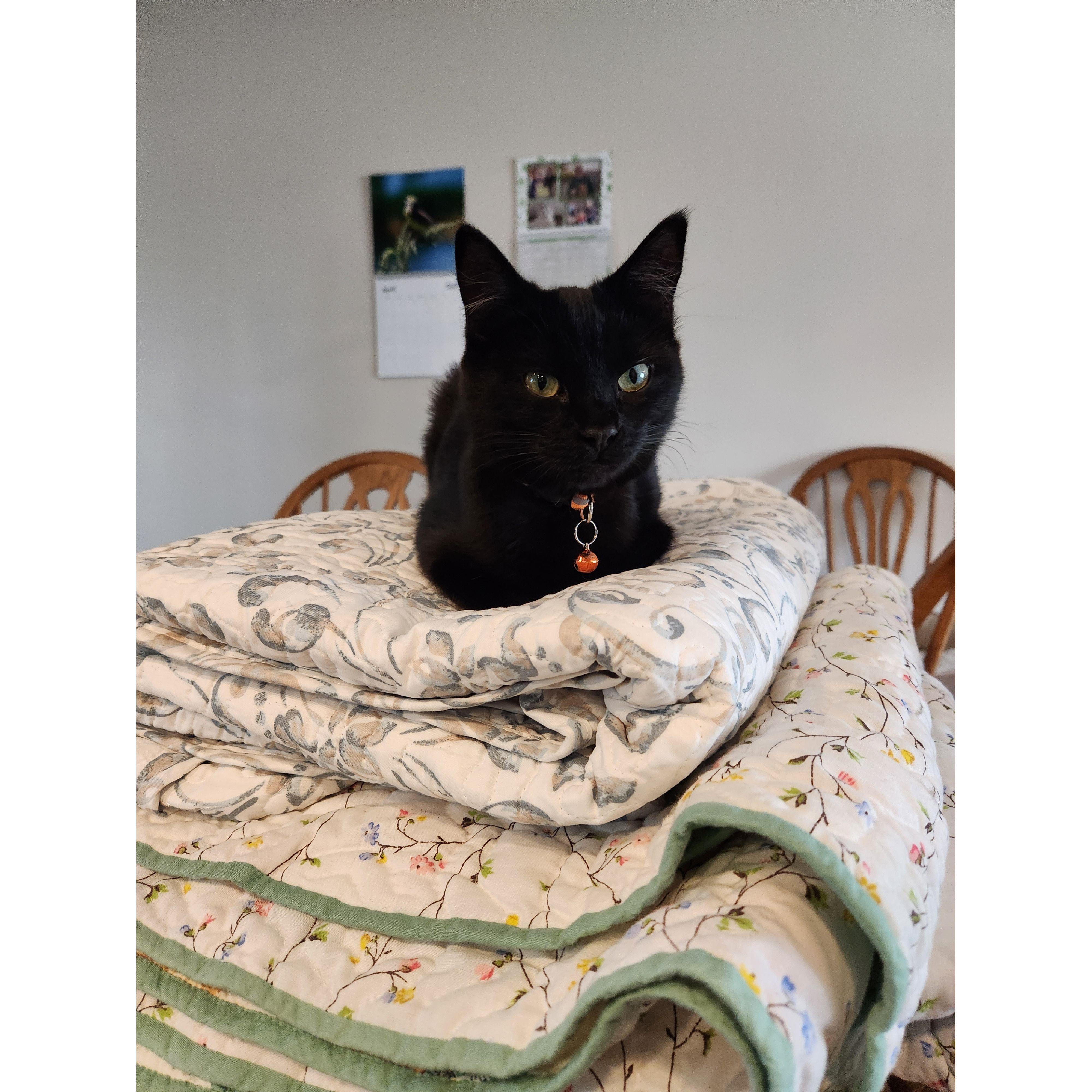 Queen of the quilt pile!