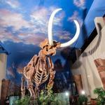 The Bishop Museum of Science and Nature