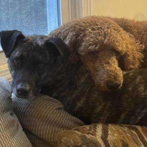 Brü & Johnny's "Puppy"moon