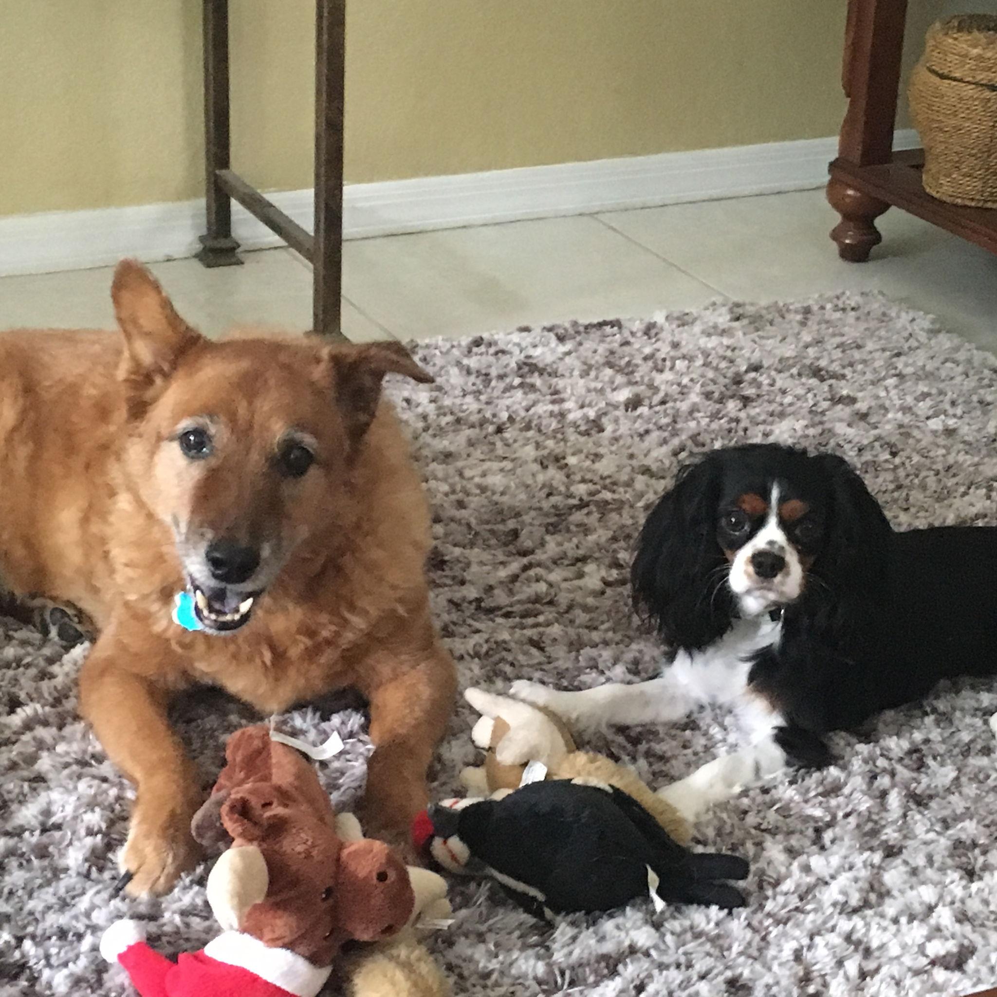 This was Mike's cousin Baxter. RIP sweet buddy.