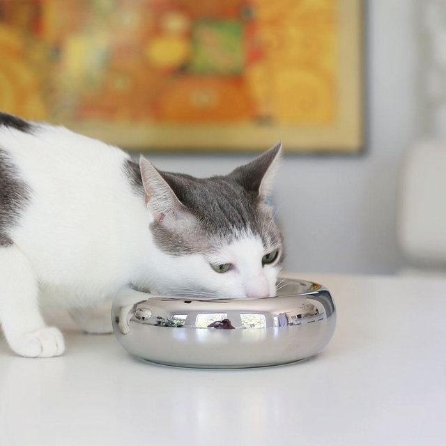 Chrome Halo Pet Bowl