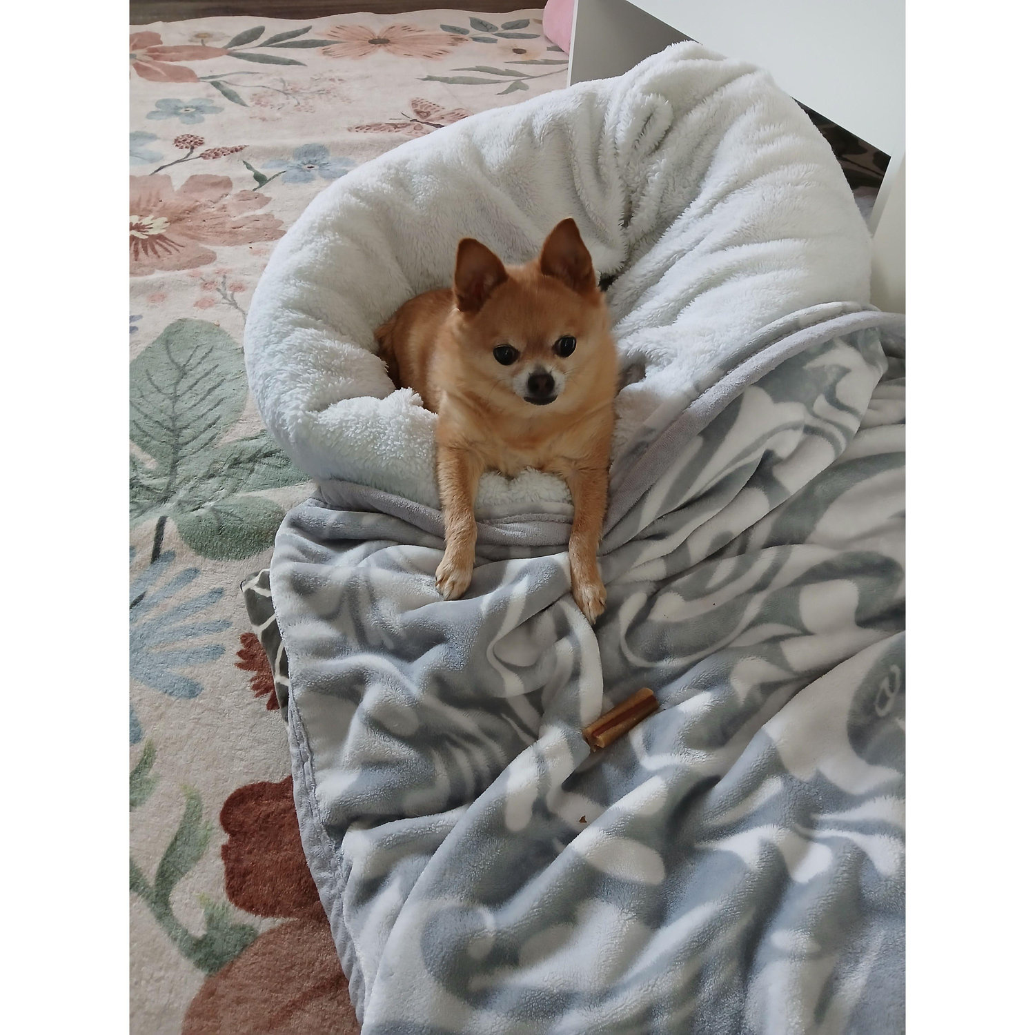 Chico - Son