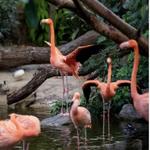 National Aviary