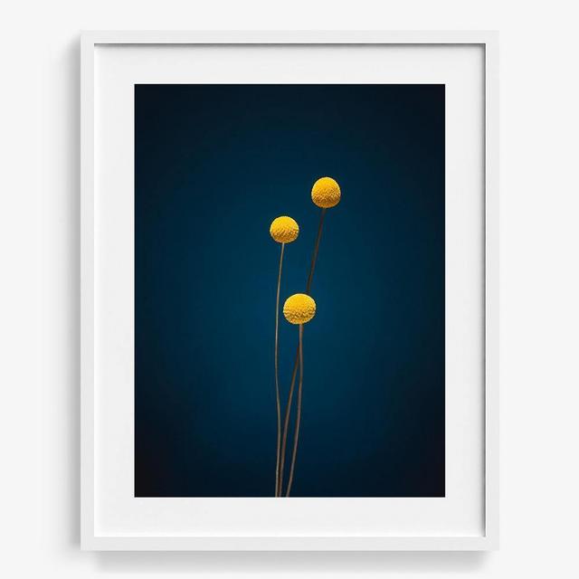 Plants from Space 01