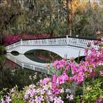 Magnolia Plantation & Gardens