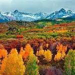 Fall Foliage